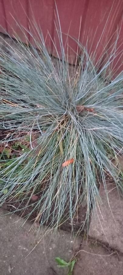 Festuca glauca