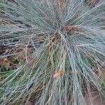 Festuca glauca
