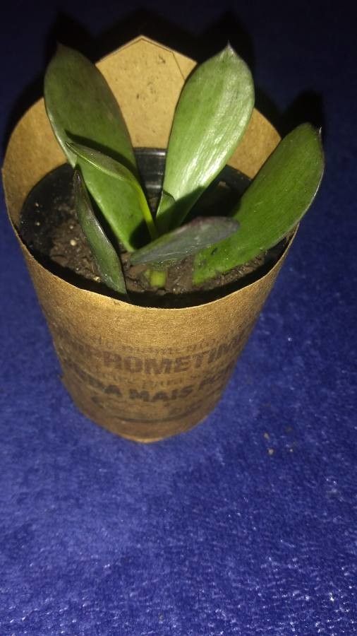 Masdevallia tubuliflora — search result for 'Masdevallia'