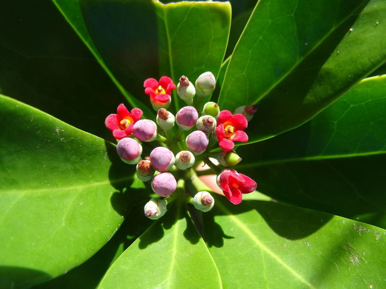 Canella winterana flower