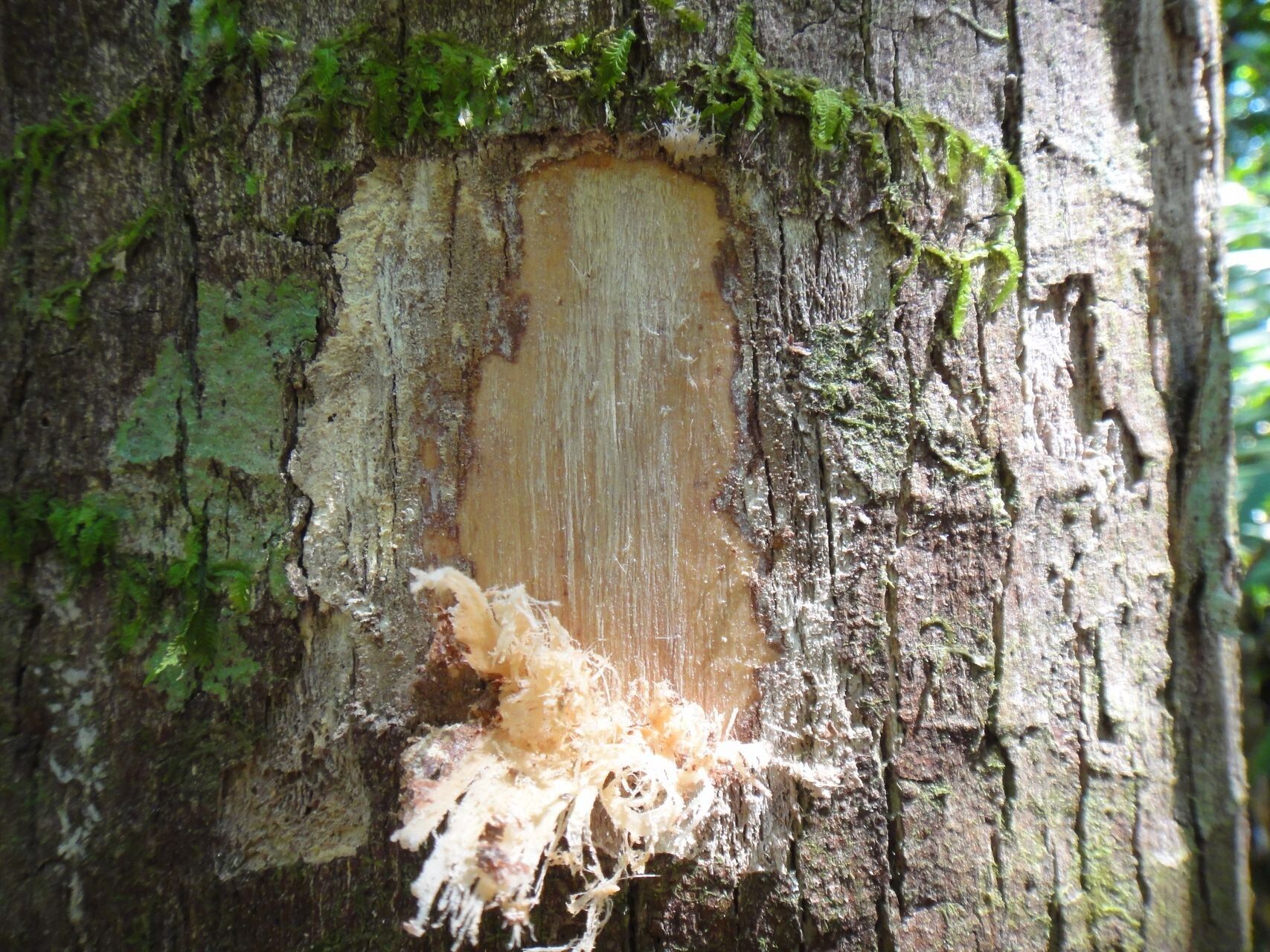Syzygium bullatum bark