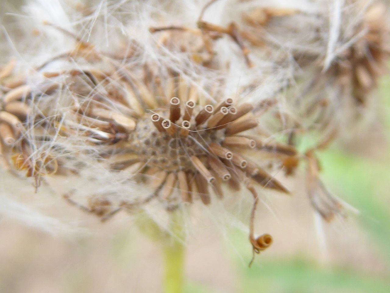 Senecio pterophorus fruit