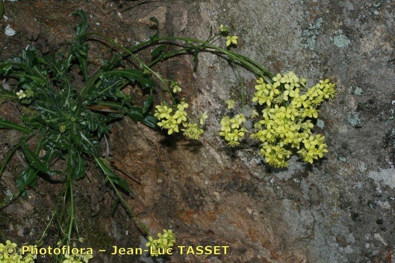 Biscutella intricata habit