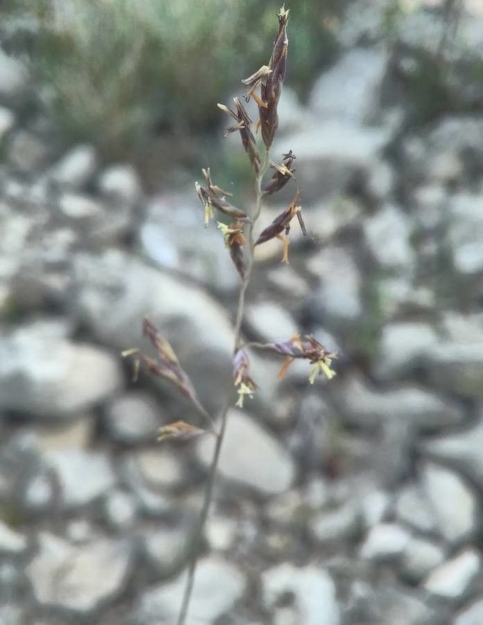 Festuca occitanica flower