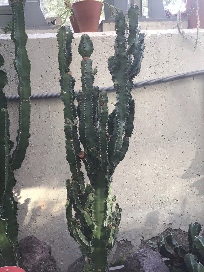 Euphorbia atrox leaf