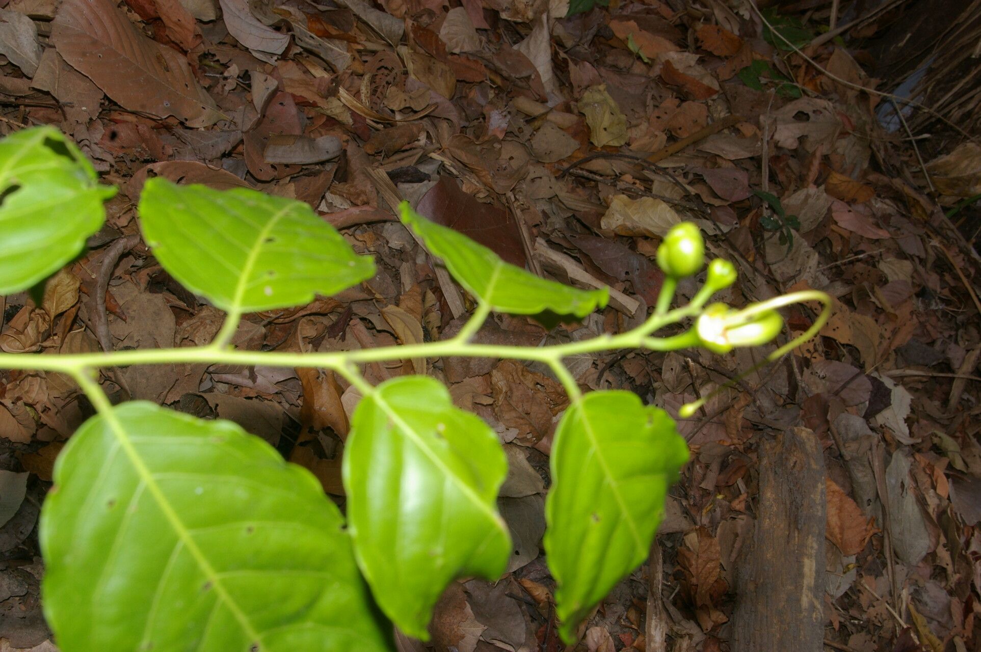 Morisonia amplissima leaf