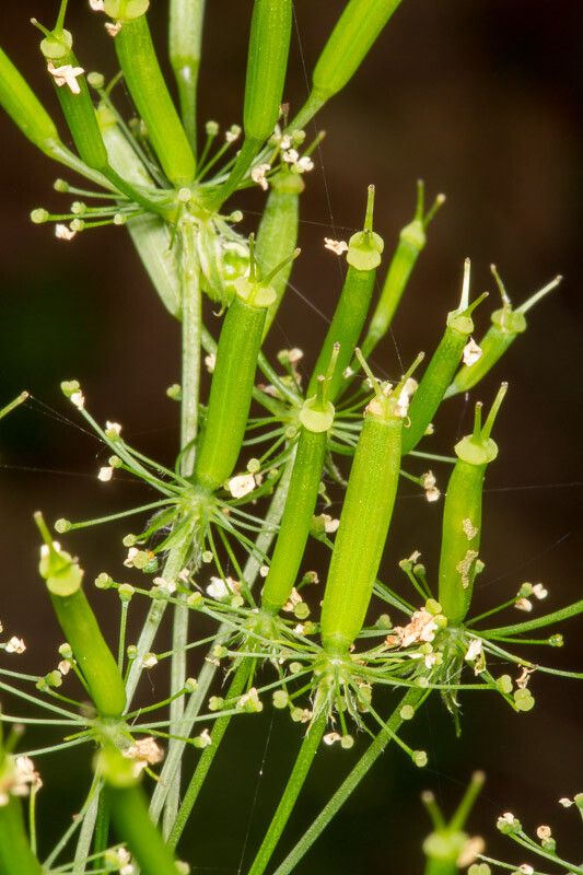 Chaerophyllum aureum fruit