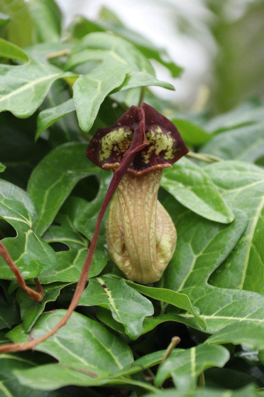 Aristolochia trilobata flower