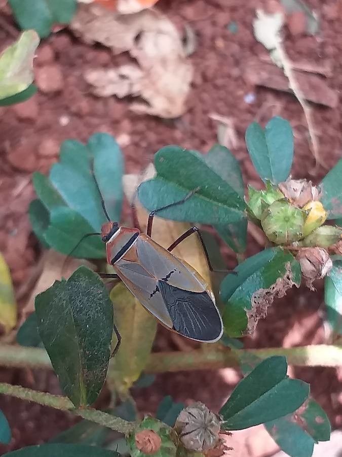 Sida tenuicarpa fruit