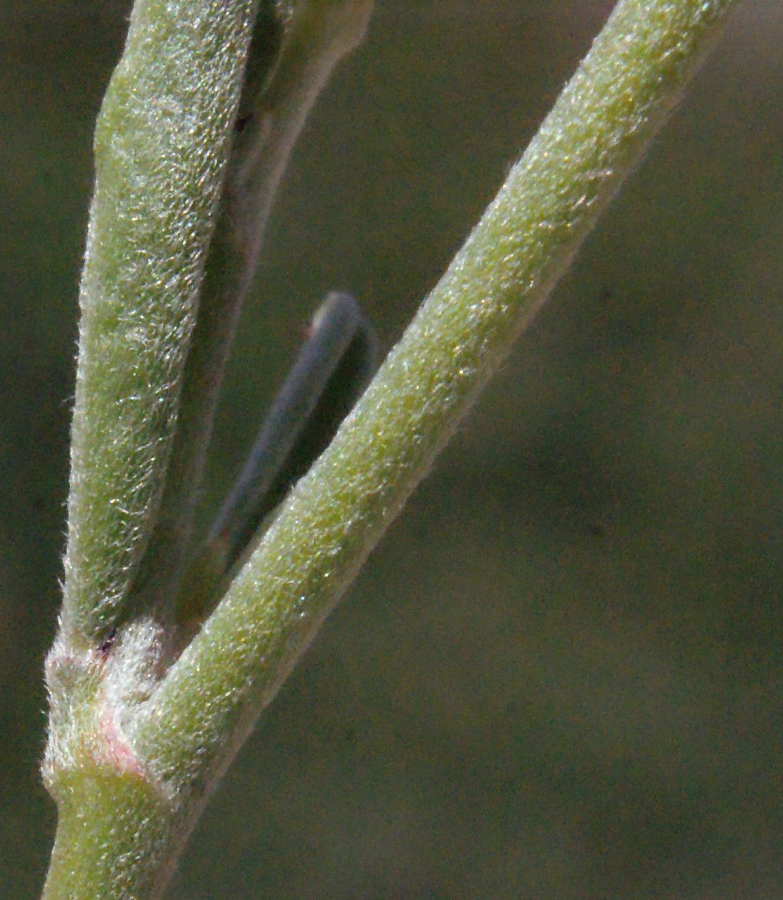 Anthyllis hermanniae bark