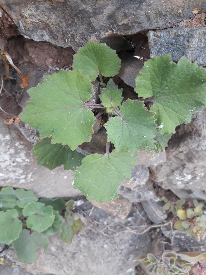 Xanthium italicum leaf