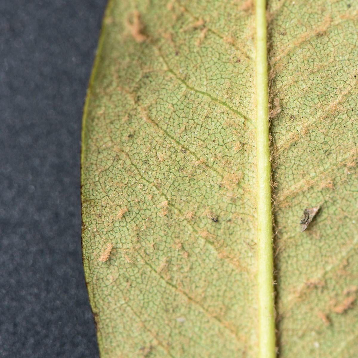 Rhododendron temenium leaf