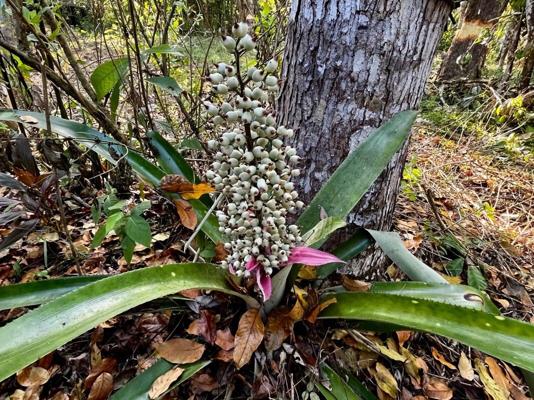 Aechmea castelnavii — search result for 'Aechmea'