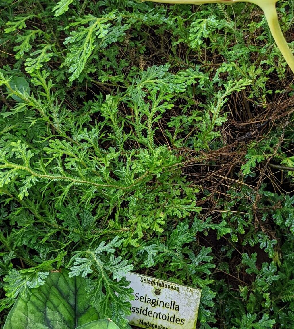 Selaginella fissidentoides habit