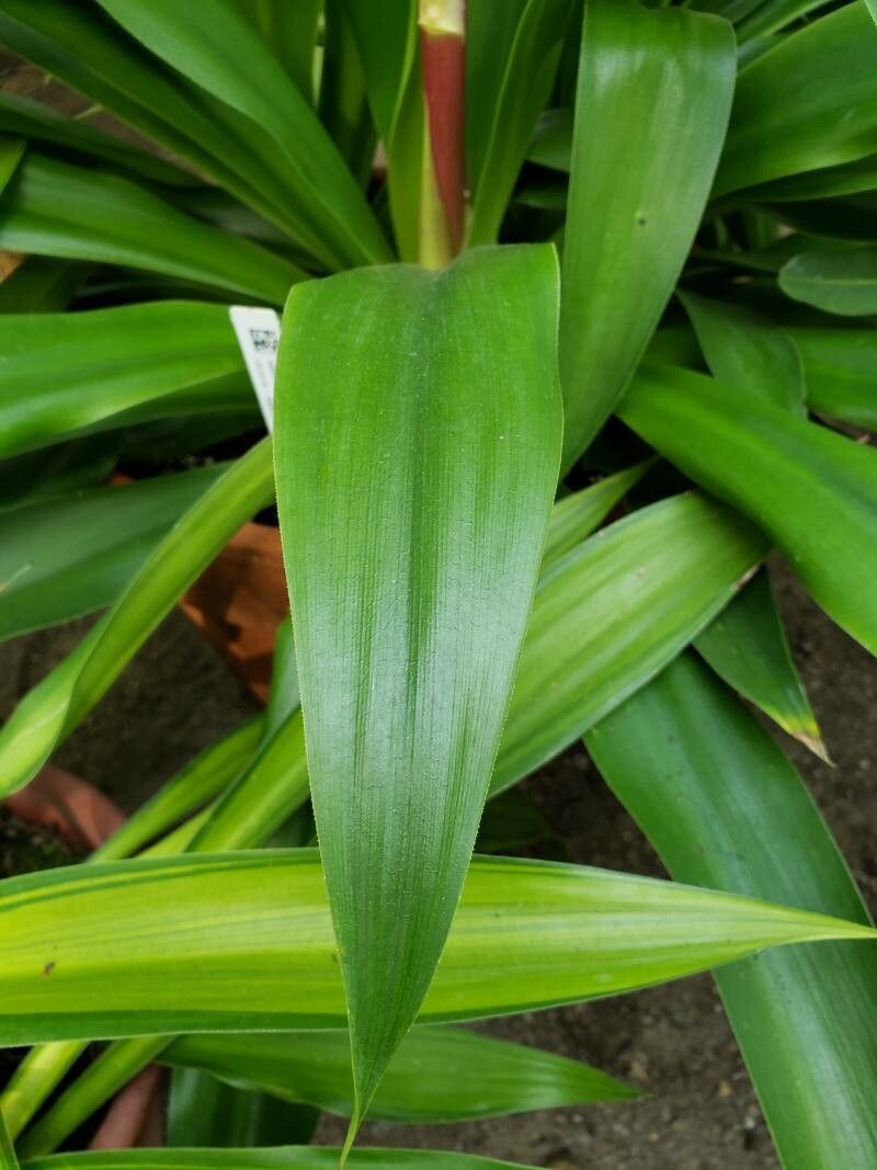 Beschorneria septentrionalis — related species from the same genus