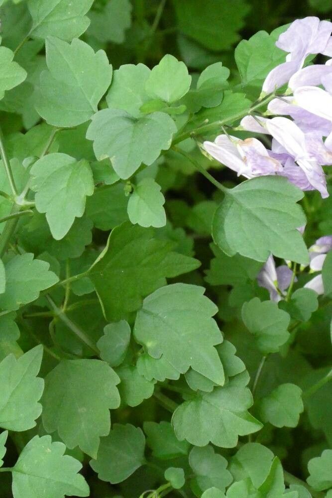 Plectranthus saccatus leaf