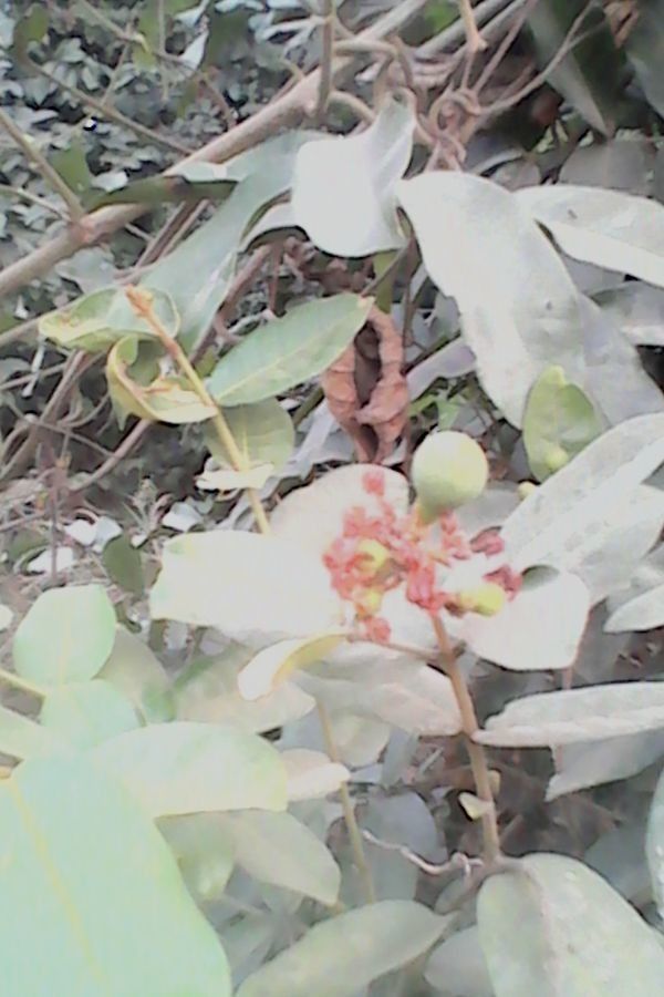 Landolphia heudelotii flower