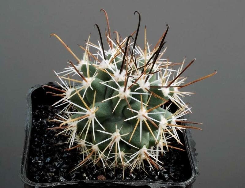 Sclerocactus whipplei habit