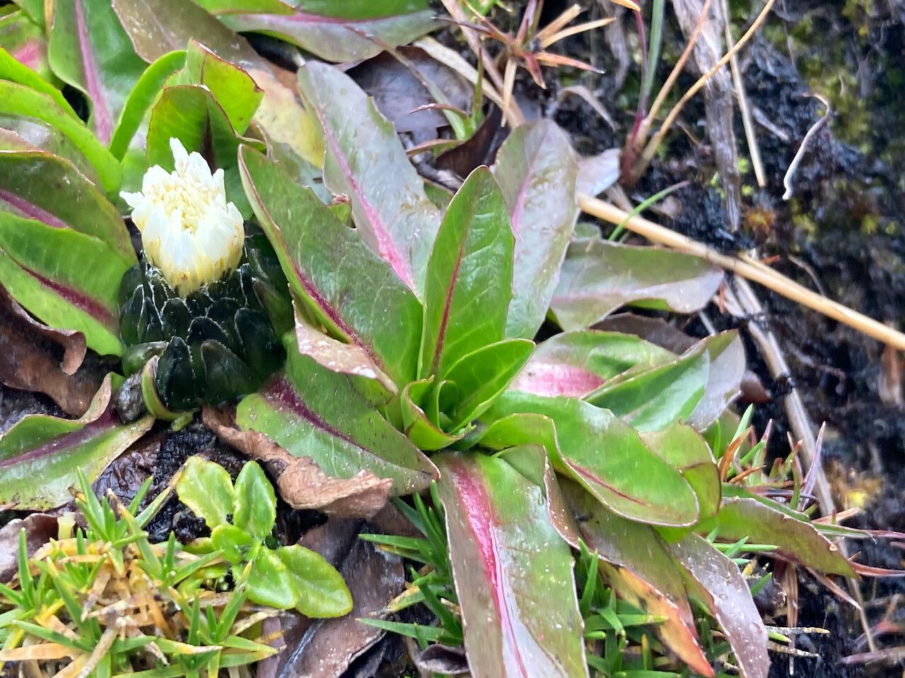 Hypochaeris sessiliflora — search result for 'Hypochaeris'