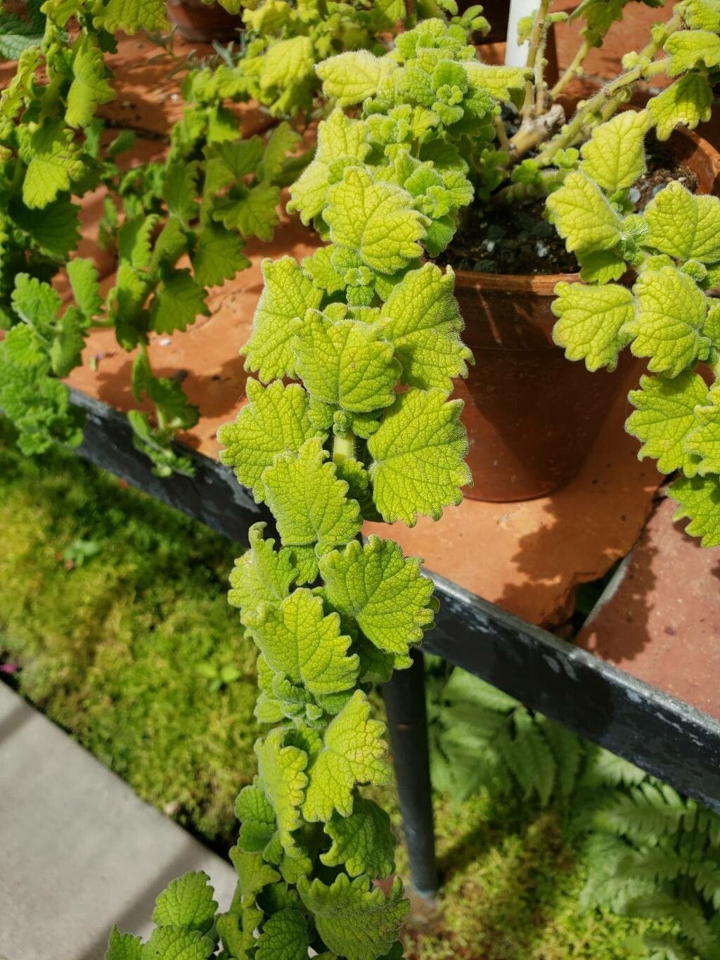 Coleus grandidentatus — search result for 'Coleus'