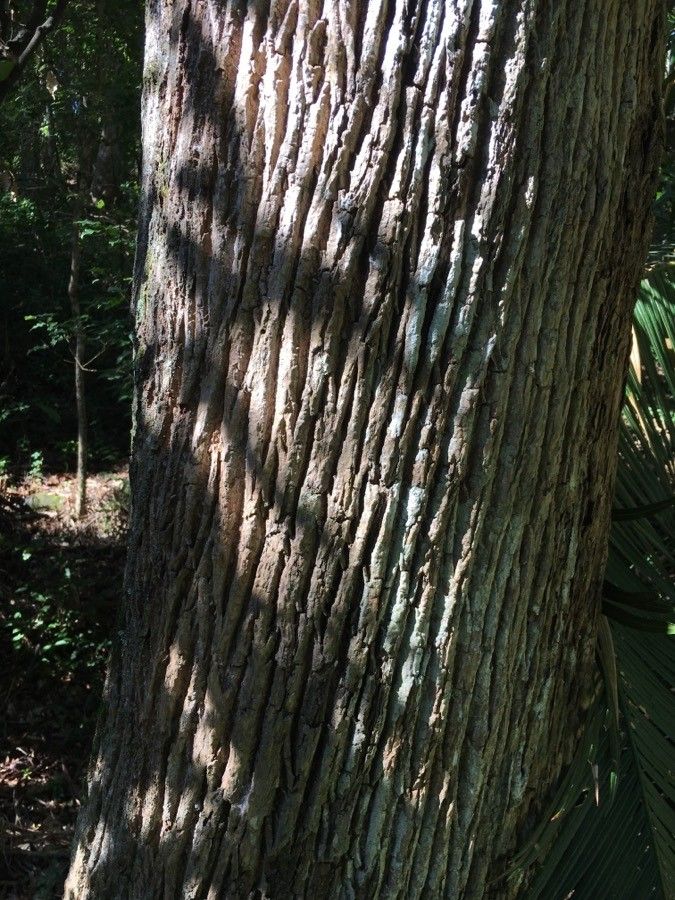 Planchonella cinerea bark