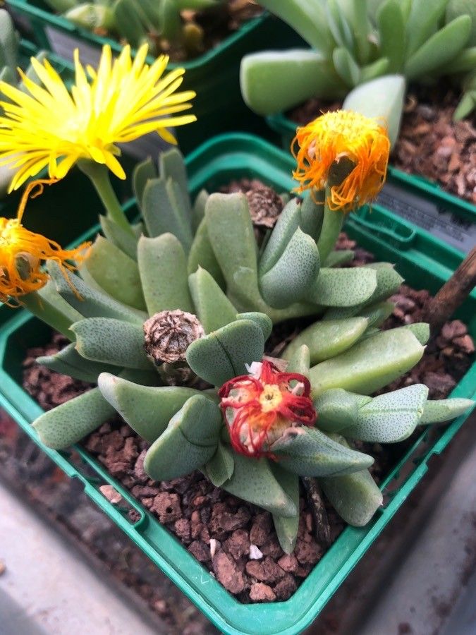 Cheiridopsis denticulata — search result for 'Aizoaceae'