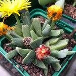 Cheiridopsis denticulata