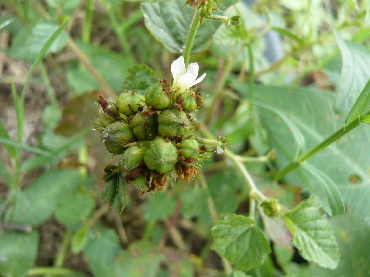 Melochia corchorifolia fruit