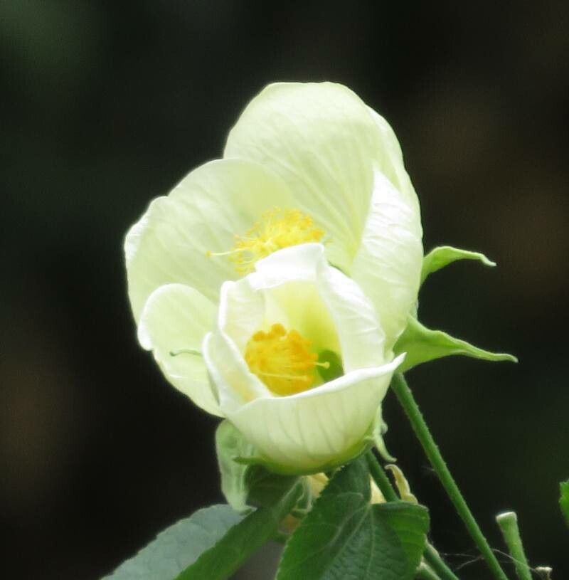 Callianthe nivea flower
