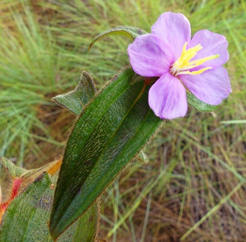 Tristemma hirtum — related species from the same genus