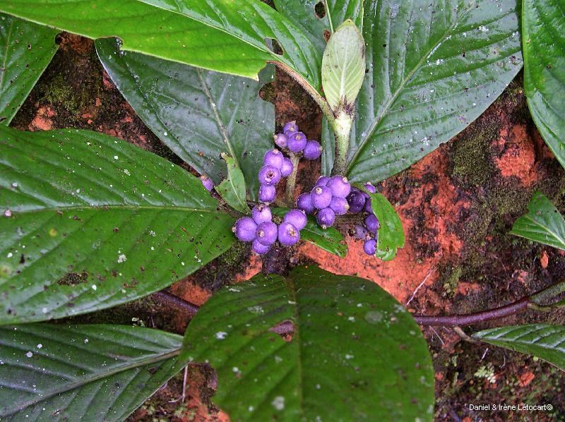 Psychotria ammericola fruit