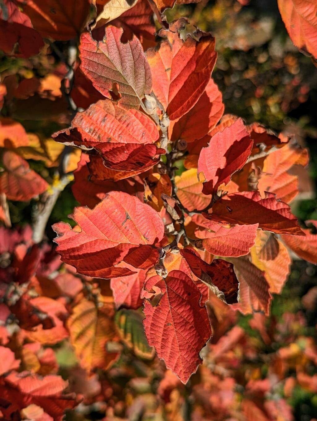 Fothergilla gardenii