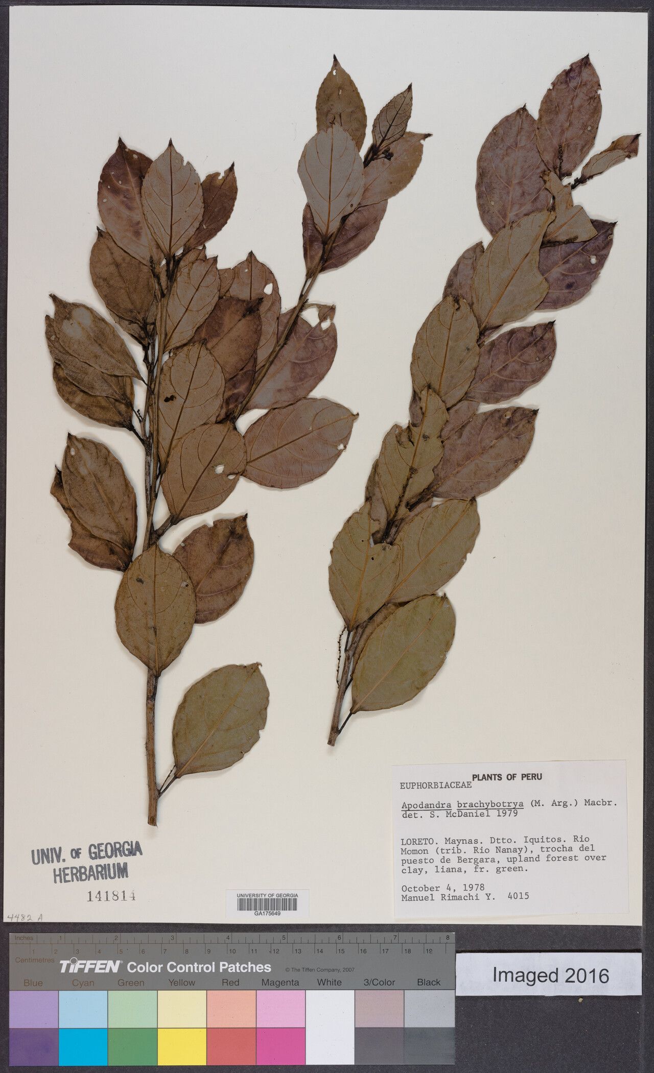 Plukenetia brachybotrya — related species from the same genus