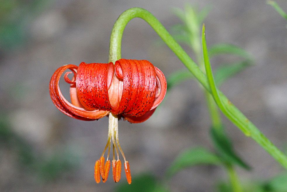 Lilium pomponium fruit