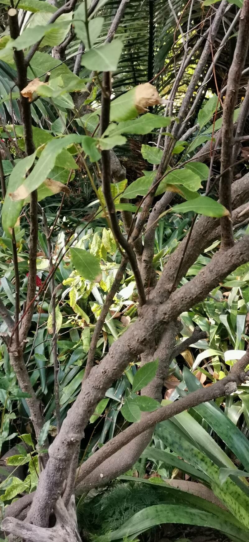 Solanum argenteum habit