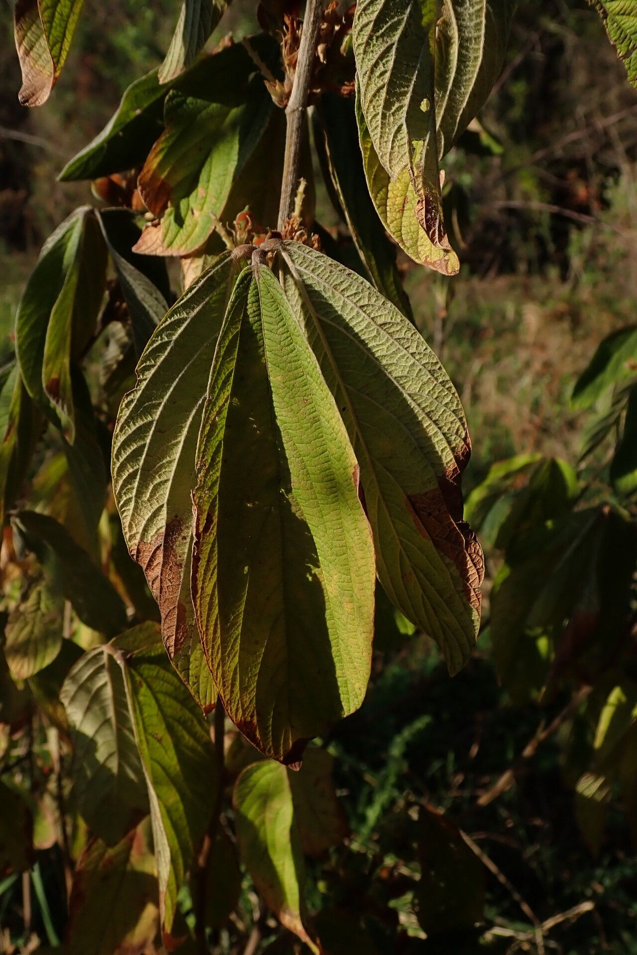 Flemingia grahamiana — related species from the same genus