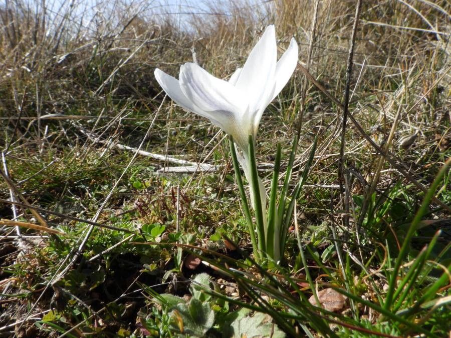 Crocus carpetanus habit