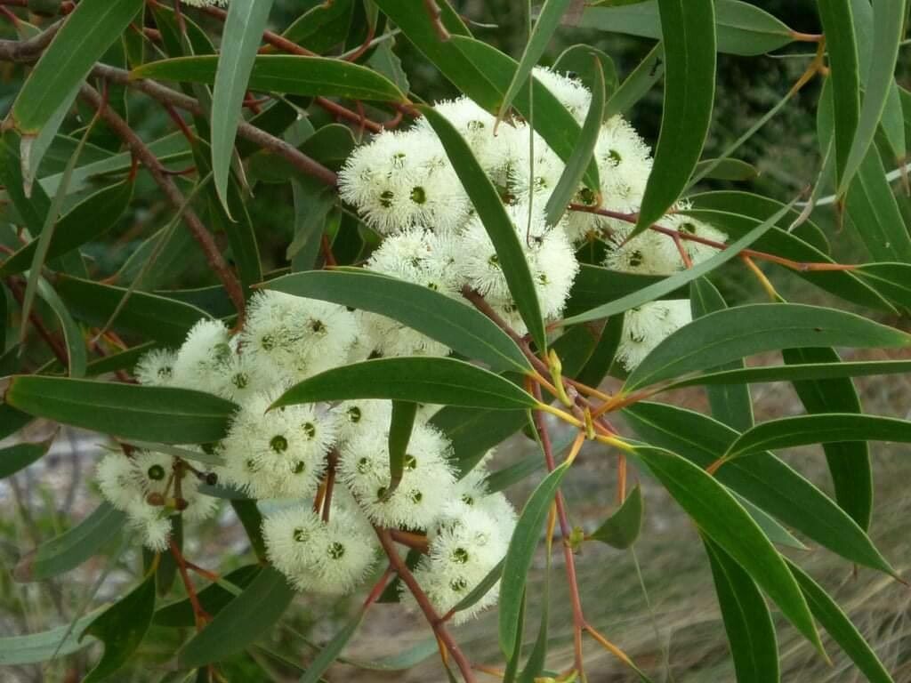 Eucalyptus microcarpa flower