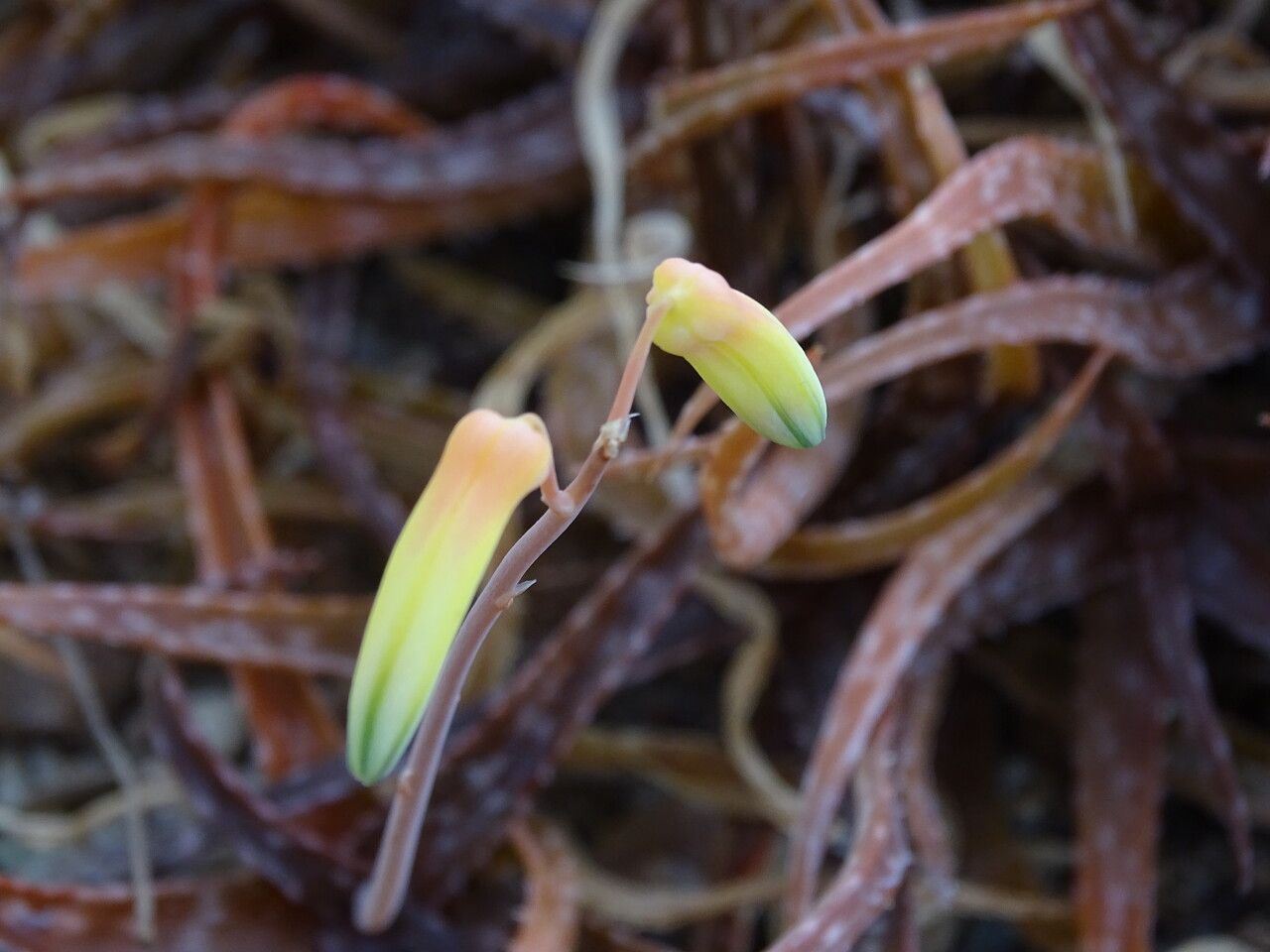 Aloe bakeri flower