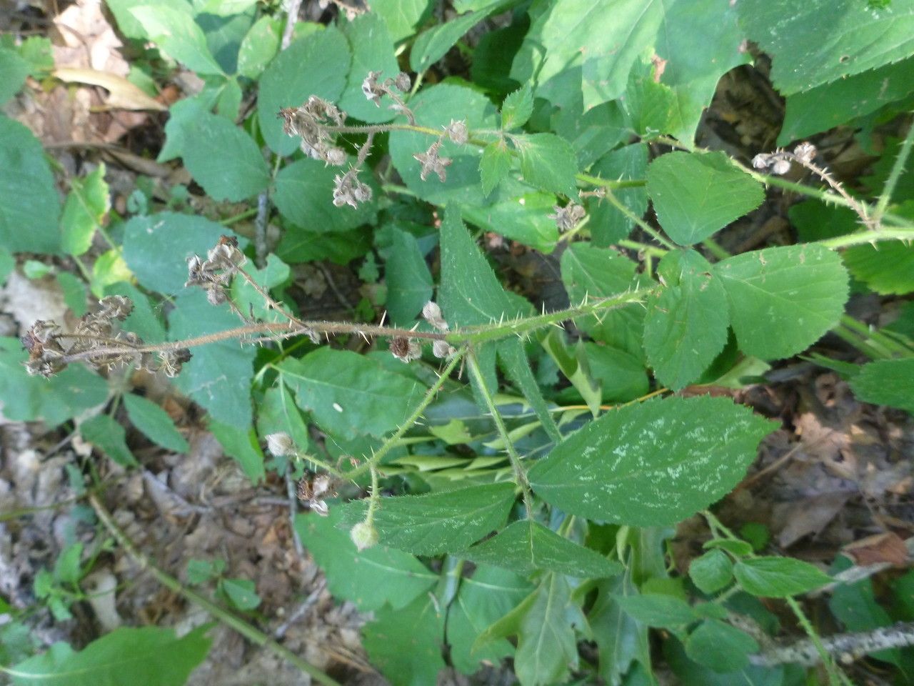 Rubus campaniensis other
