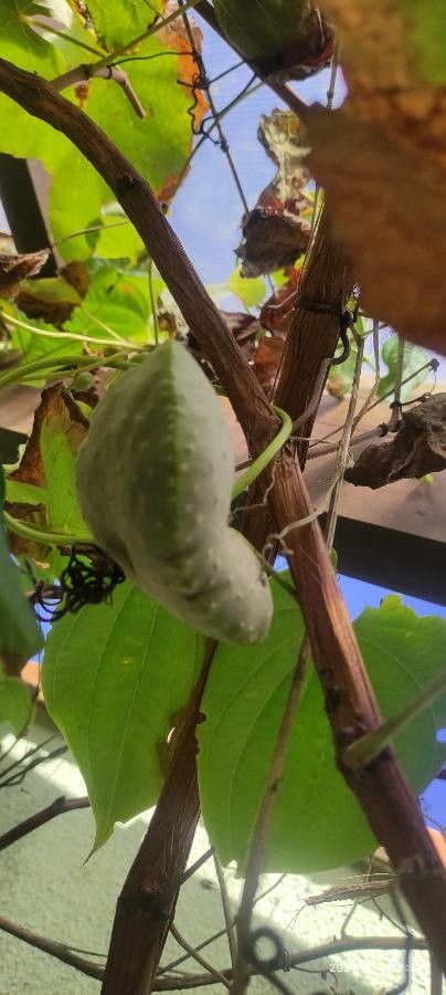 Dioscorea villosa fruit