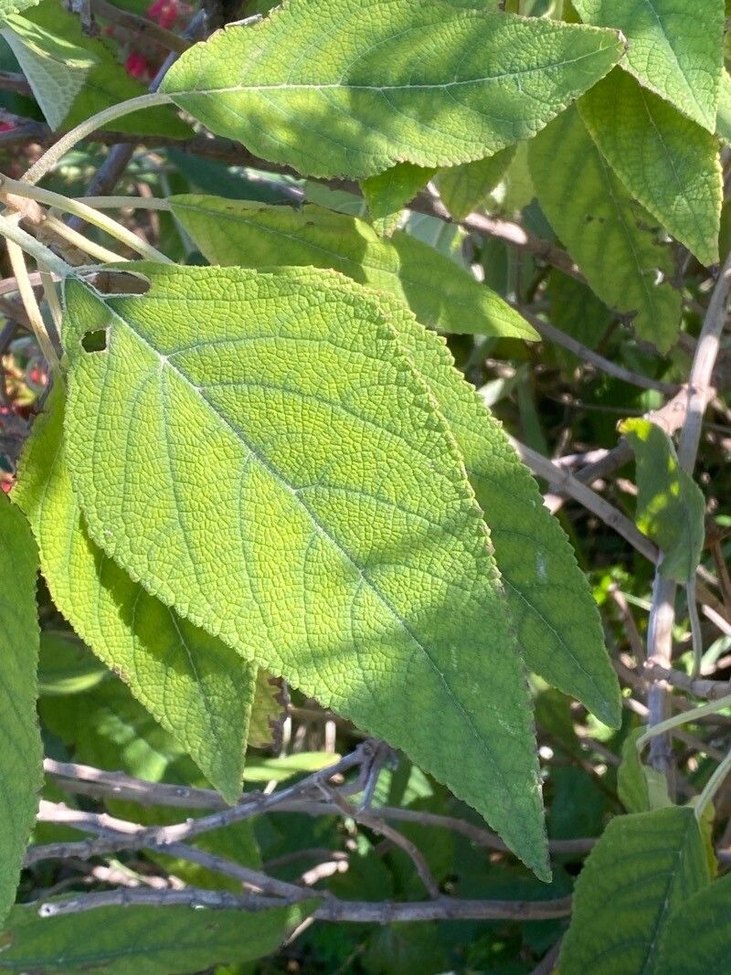 Salvia karwinskii — houseplant care guide