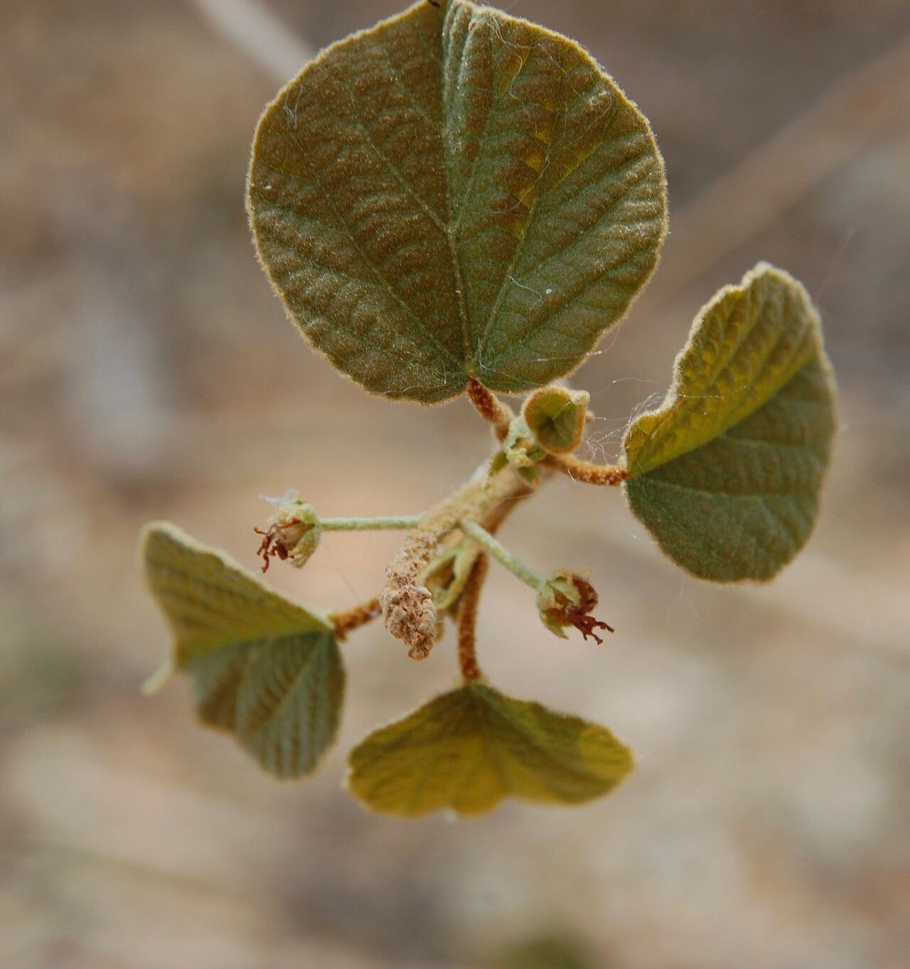 Croton crocodilorum leaf