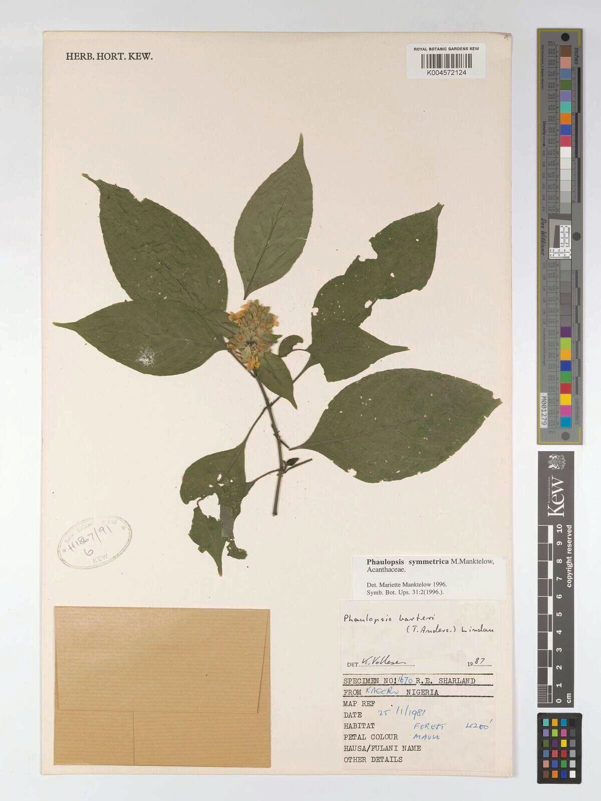 Phaulopsis symmetrica — houseplant care guide