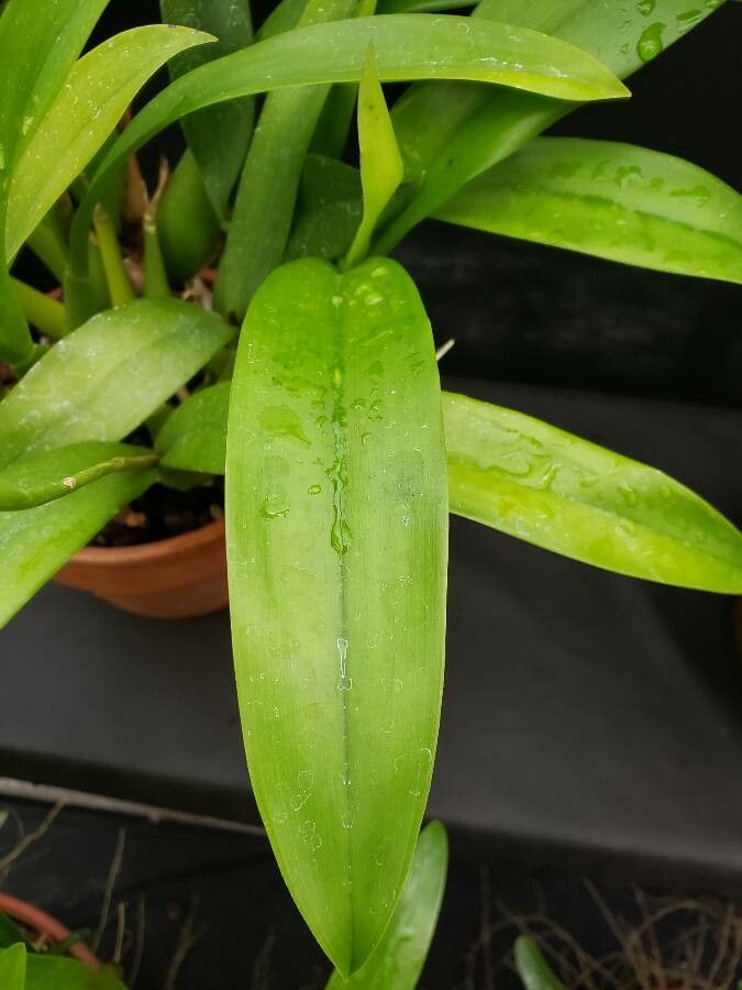 Prosthechea cochleata leaf