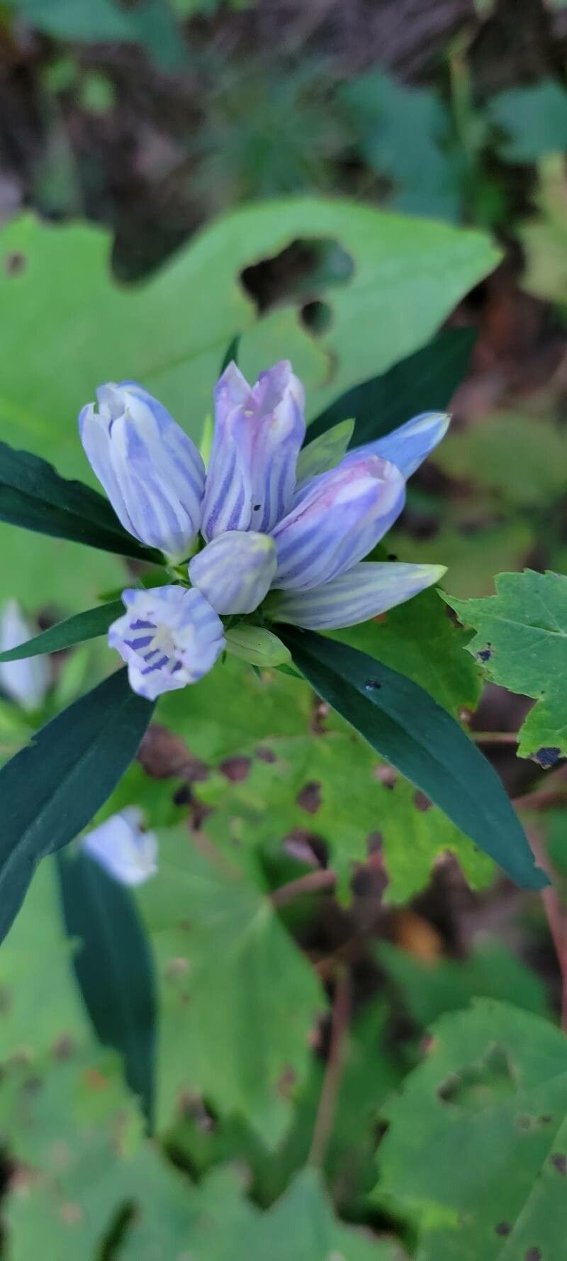 Gentiana saponaria flower