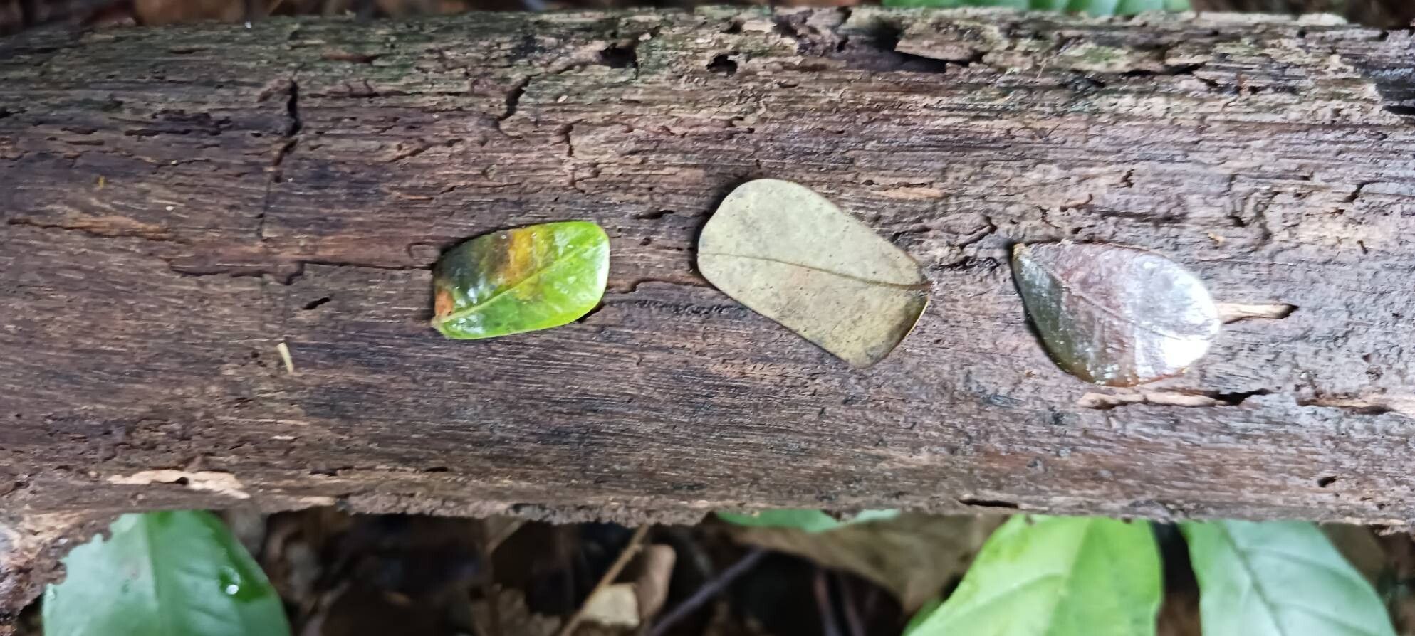 Jupunba trapezifolia — houseplant care guide