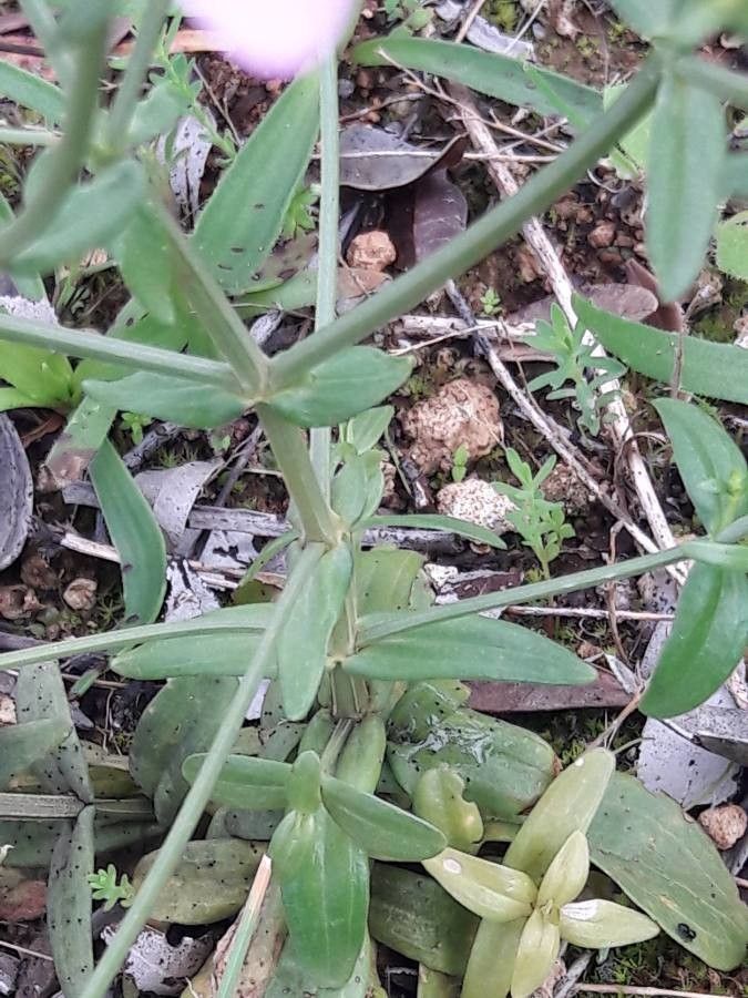 Centaurium littorale leaf