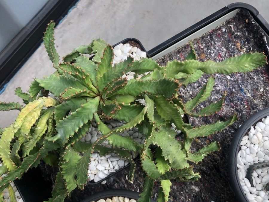 Euphorbia stellata leaf