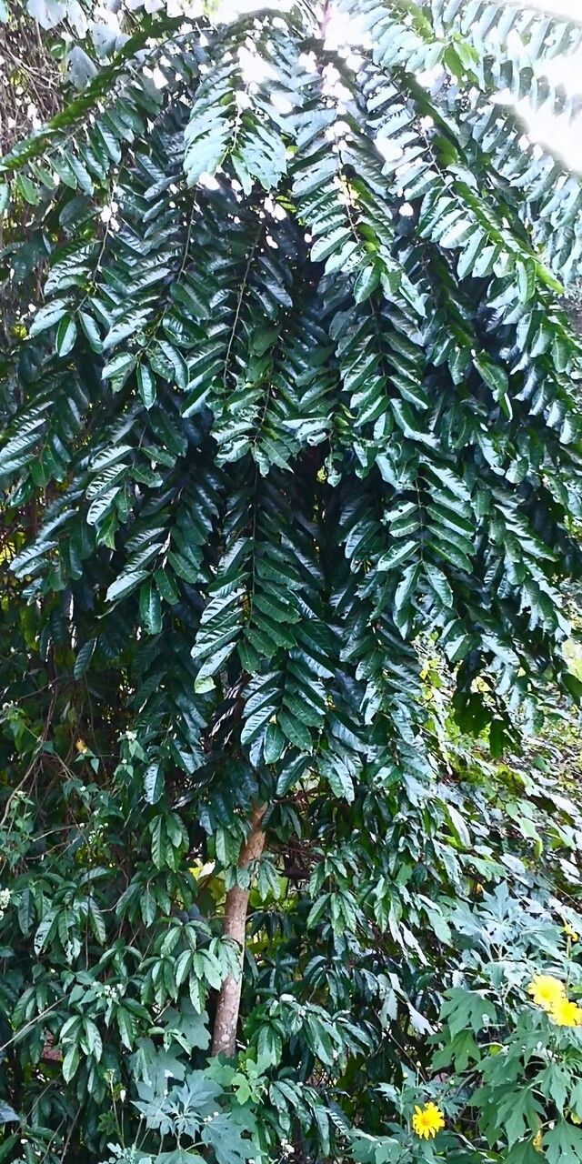 Dysoxylum lenticellatum habit